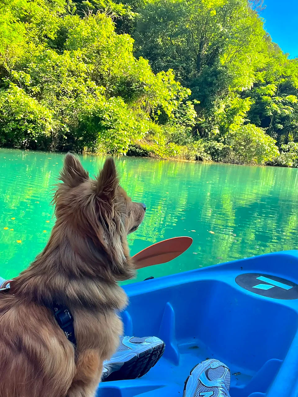 Cane di profilo in canoa ammira l'acqua smeraldo delle Gole del Nera