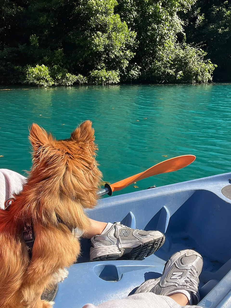Canoa sull'acqua turchese del fiume Nera con cane a bordo