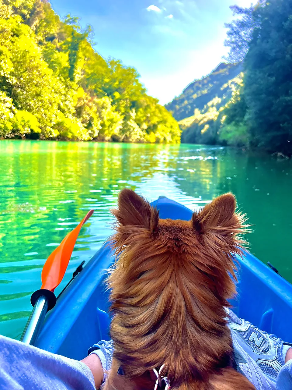 Cagnolino in canoa con vista sulle montagne delle Gole del Nera, acqua verde smeraldo