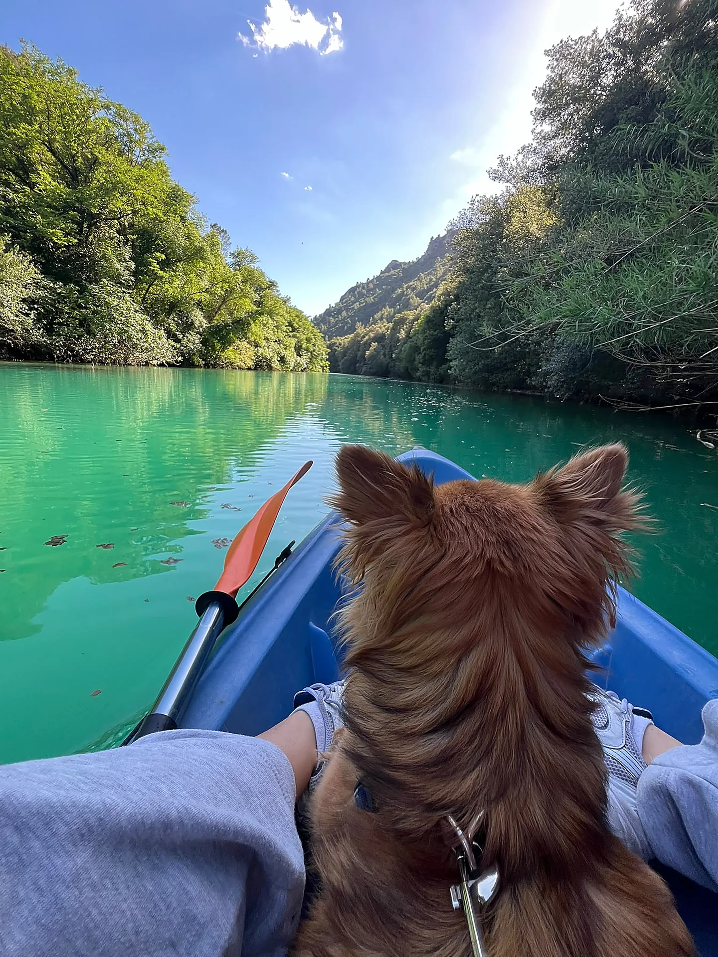 Panorama delle Gole del Nera dalla canoa, cagnolino osserva le montagne e l'acqua verde smeraldo tra la vegetazione