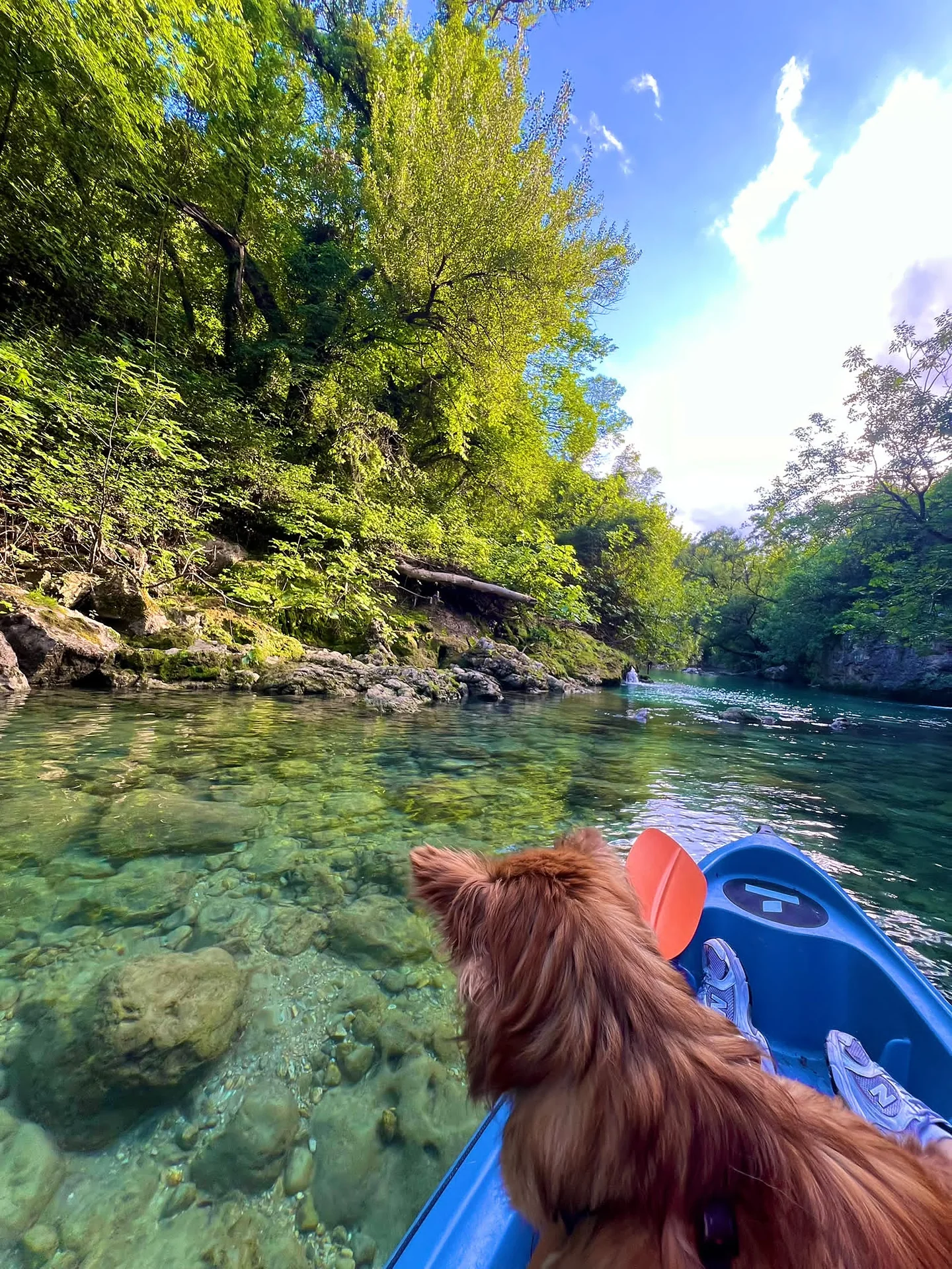 Vista dalla canoa sull'acqua cristallina turchese del fiume Nera nelle Gole di Stifone, con vegetazione lussureggiante e un cagnolino a bordo